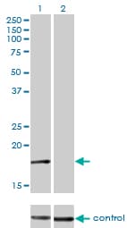 AP2S1 Antibody (clone 3E4)