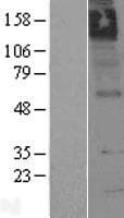 CHRM5 / M5 Protein (Over-Expression Lysate Myc-DDK (Flag))