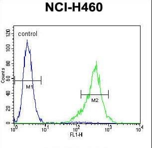 TSNARE1 Antibody (aa363-391)