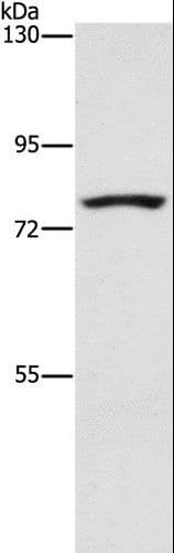 SENP1 Antibody