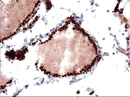 POLR3GL Antibody (clone OTI5E8, Carrier-free)