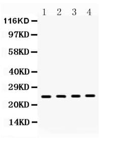 HMG1 / HMGB1 Antibody