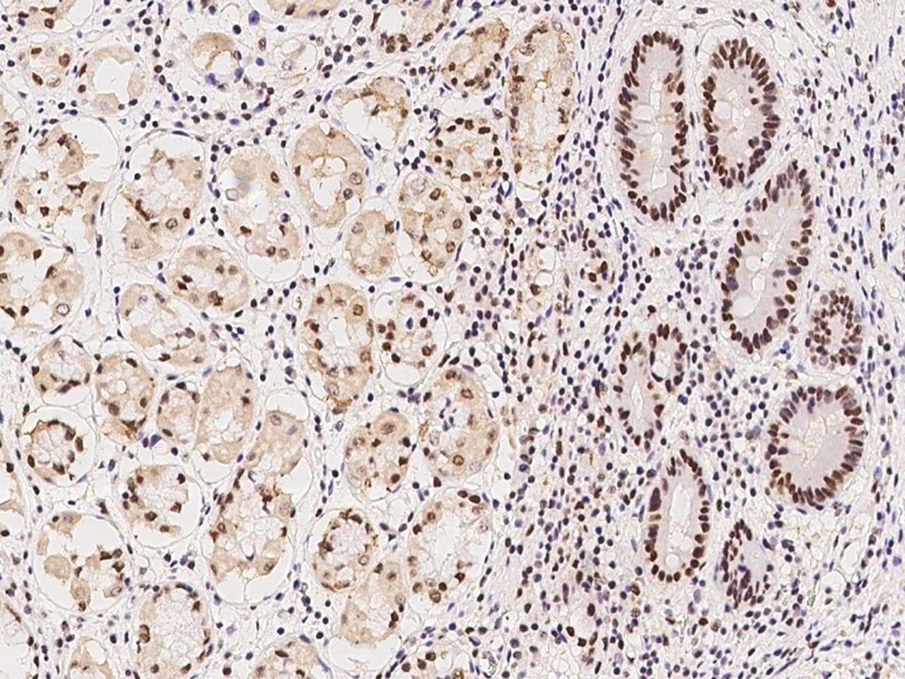 RBM7 Antibody
