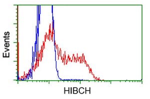 Monoclonal Mouse anti-Human HIBCH Antibody (clone OTI3D11, IF, WB)