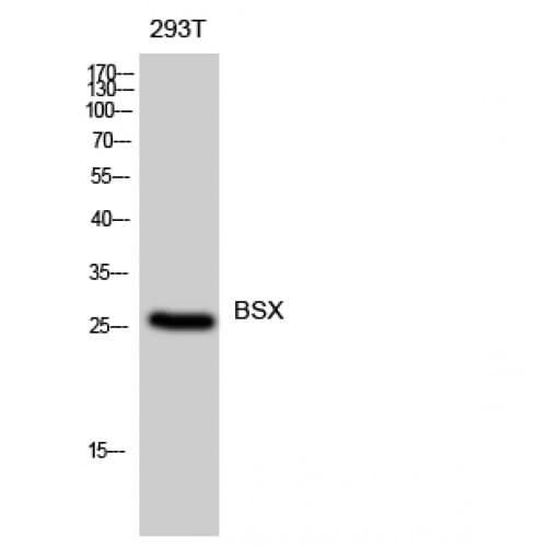 BSX Antibody (150-230 aa, C-terminal)