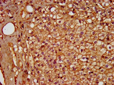 PDE9A Antibody