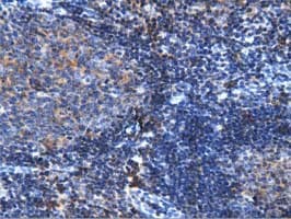 ARHGAP25 Antibody (clone OTI3H9)