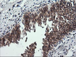 MRPS34 Antibody (clone OTI4H2, Carrier-free)