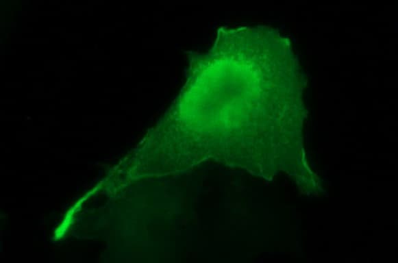 SPHK / SPHK1 Antibody (clone OTI1A6, Carrier-free)