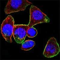 PathPlus™ CD44 Antibody (clone 8E2F3)