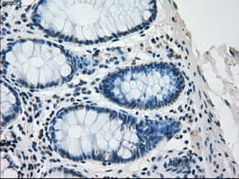 SATB1 Antibody (clone OTI11H4, Carrier-free)