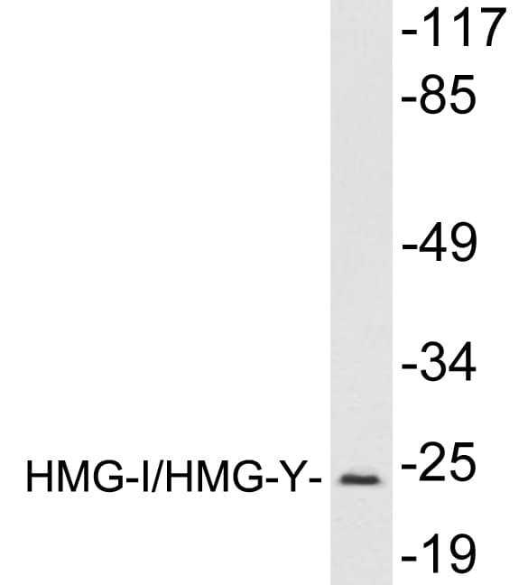 HMGIY / HMGA1 Antibody (aa45-94)