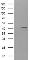 PARVA Antibody (clone OTI3G9)