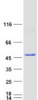 Human SERPINB13 / HUR7 Protein (Recombinant Myc-DDK (Flag))