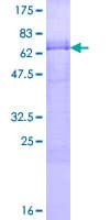 Human KLF12 Protein (Recombinant GST)