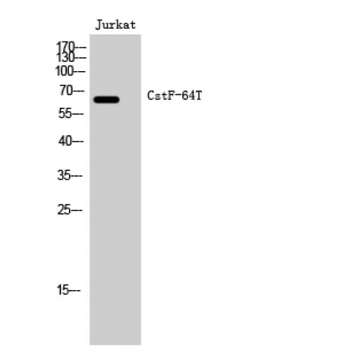 CSTF2T Antibody (60-140 aa, Internal)