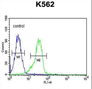 FAM155A Antibody (aa45-72)