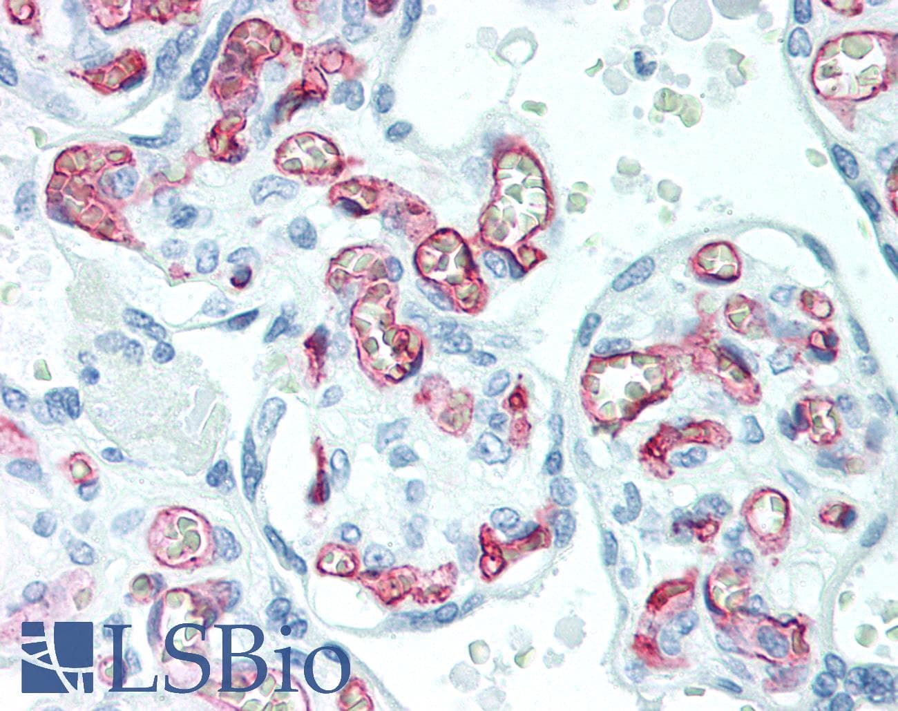 IHC-plus™ CD34 Antibody (clone ABT-CD34)