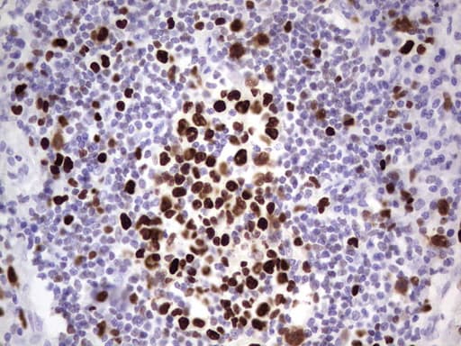 MCM2 Antibody (clone OTI1G4)