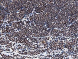MIPEP Antibody (aa174-516, clone OTI3F8, Carrier-free)
