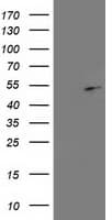 PA2G4 / EBP1 Antibody (clone OTI1D3)