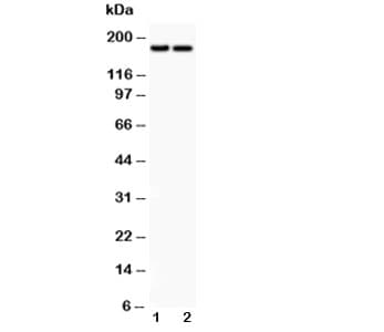Polyclonal Rabbit anti-Human Laminin Antibody (IHC, WB)
