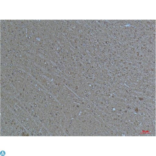 TUBA1B / Tubulin Alpha 1B Antibody
