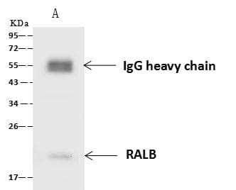 RALB Antibody