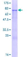 Human CYP2A7 Protein (Recombinant GST)