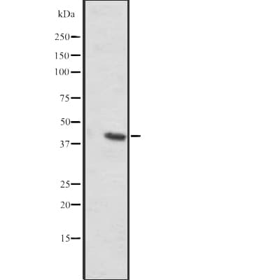 SLC35C2 Antibody