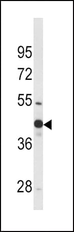 WNT4 Antibody (aa211-239)