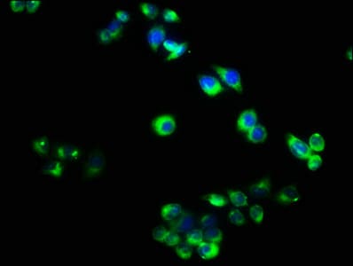 TNFRSF19L / RELT Antibody