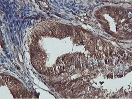 AKT1 Antibody (clone OTI4G4)