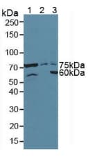 ATF6 Antibody (aa423-646, APC)