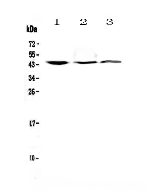 FCGR3A / CD16A Antibody