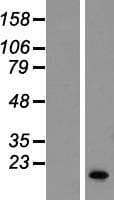 SERF1A / SERF1 Protein (Over-Expression Lysate Myc-DDK (Flag))