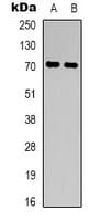 CD316 / IGSF8 Antibody (Internal)
