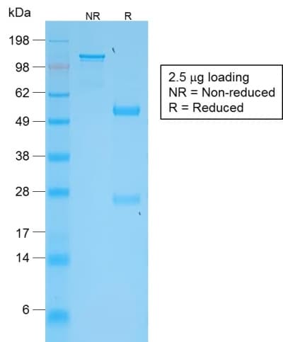 TNFSF15 / TL1A / VEGI Antibody (clone VEGI/2052R, Azide-free, Carrier-free)