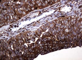 POGK Antibody (clone OTI6D5, Carrier-free)