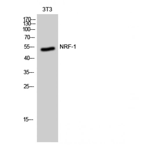 NRF1 / NRF-1 Antibody (190-270 aa, Internal)