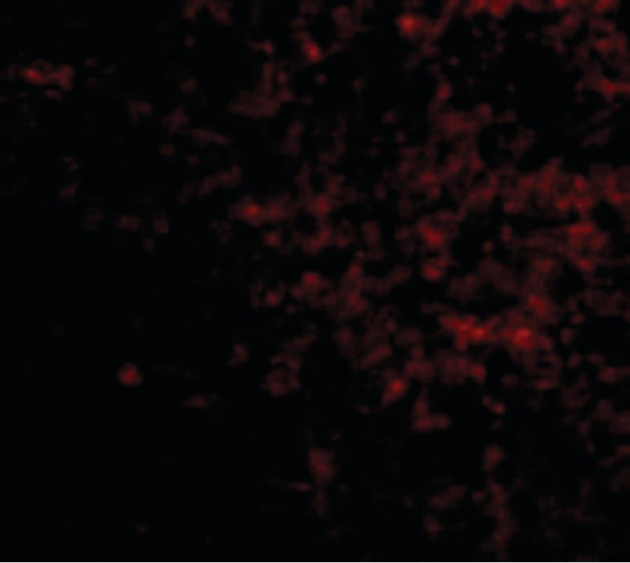 IHC-plus™ LGI2 Antibody