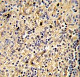 SIGLEC12 Antibody (aa565-595)