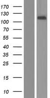 B4GALNT3 Protein (Over-Expression Lysate Myc-DDK (Flag))