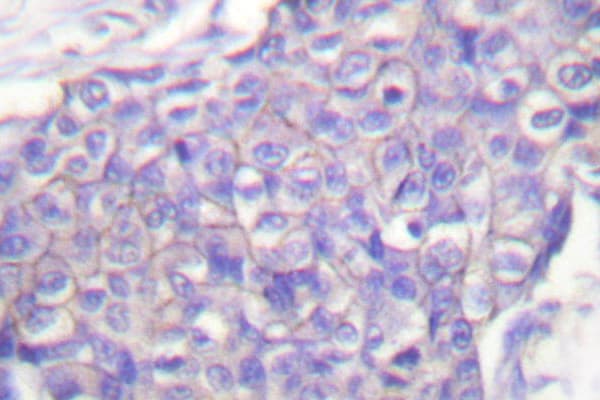 CD40 Antibody (Gln259)