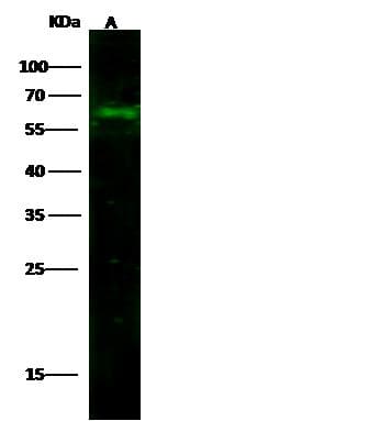 CD14 Antibody (clone 2, Preservative Free)