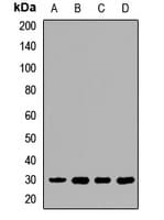 MAPRE1 / EB1 Antibody