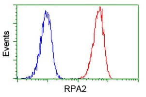 RPA2 / RFA2 / RPA34 Antibody (clone OTI9A1)
