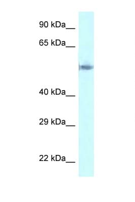 GORASP2 / GRASP55 Antibody (C-Terminus)