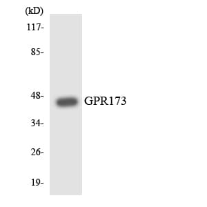 GPR173 / SREB3 Antibody (aa240-289)