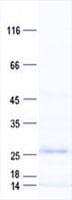 Human RSL24D1 Protein (Recombinant His, N-Terminal)